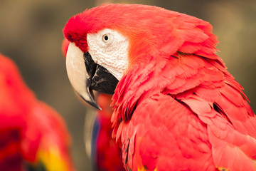 Macaw parrot