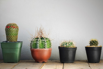 Small cactus in a pot on the wooden floor on a gray walls,Ornamental plants is popular in the area is limited.