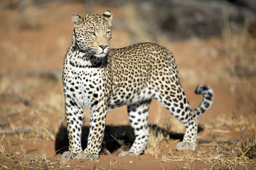 Leopard in the veld