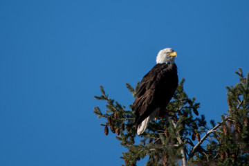 Freedom Bird II