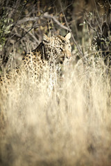 Leopard in the veld