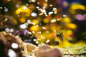 aquarium cichlid exotic fish. flock of sea yellow orange fish swimming in an aquarium