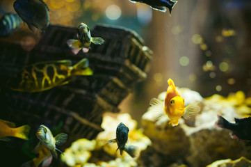 aquarium cichlid exotic fish. flock of sea yellow orange fish swimming in an aquarium