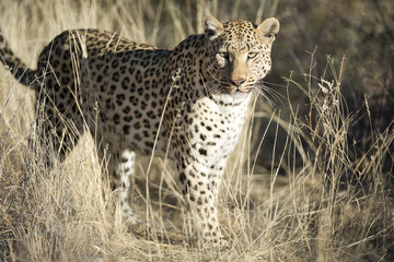 Leopard in the veld