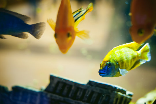 aquarium cichlid exotic fish. flock of sea yellow orange fish swimming in an aquarium