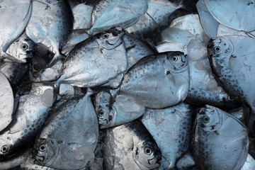 Razor moonfish (mene maculata) raw fish
