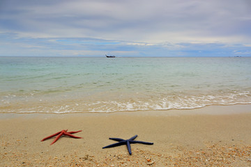 Fototapeta na wymiar Two starfish lying on sandy beach