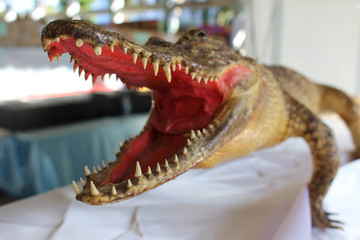 Obraz premium Crocodile's Jaws