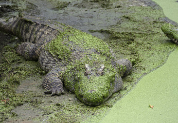 crocodile lying near lake