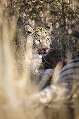 Leopard in the veld