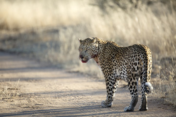 Leopard in the veld