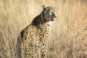 Leopard in the veld