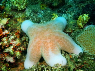 Starfish