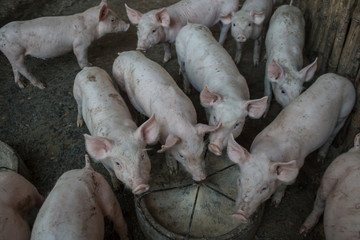 Pig Farm, piggy.