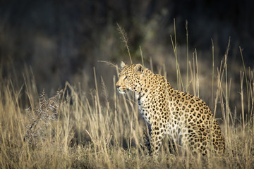 Leopard in the veld