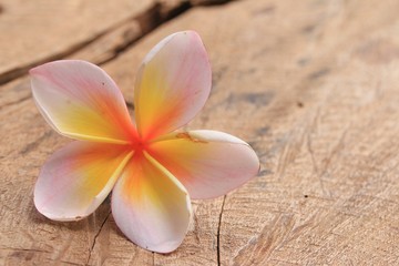 Plumeria flower