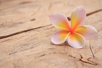 Plumeria flower