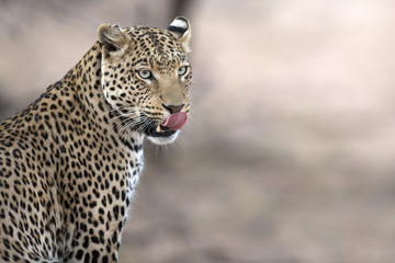 Leopard in the veld