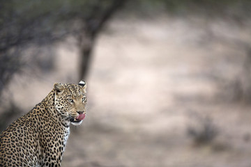 Leopard in the veld