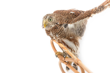 owl bird on branch,isolate