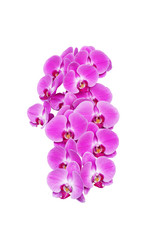  Save Download Preview Pink orchid flower (phalaenopsis) isolated on white background thailand love valentine