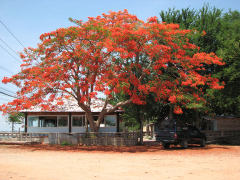 Fototapeta Flam-boyant or The flame tree or Royal poinciana or Peacock flower or Caesalpinia pulcherrima or Leguminosae.