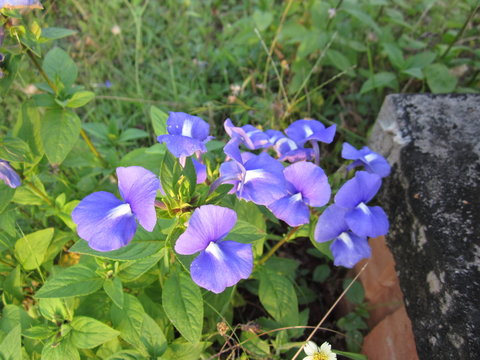 Otacanthus caeruleus or Brazilian snapdragon or Amazon blue flower.