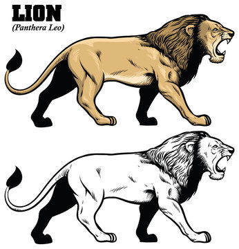 hand drawing of lion