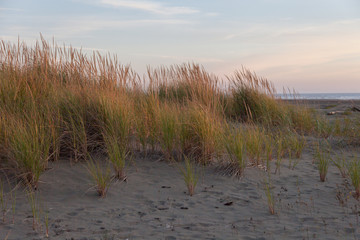 beach grass at twilight