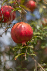 ripe pomegranate on tree