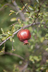 ripe pomegranate on tree