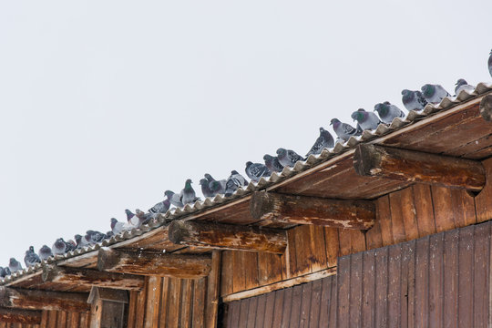 Pigeons on a roof, are heated
