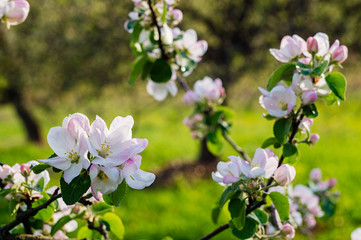 Blooming spring garden
