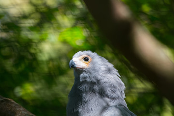 Gymnog&egrave;ne d'Afrique en gros plan