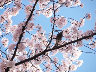 染井吉野と蜜を吸うヒヨドリ