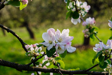 Blooming spring garden