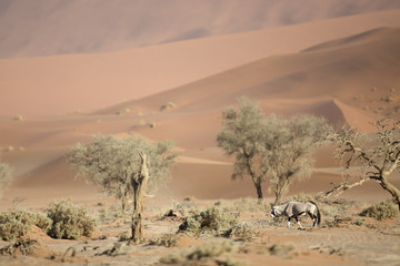 Oryx in the Sand Dunes