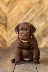 Labrador puppy, on a brown background