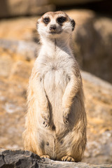 A meerkat at a zoo
