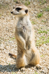 Naklejka na ściany i meble A meerkat at a zoo