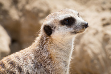 A meerkat at a zoo