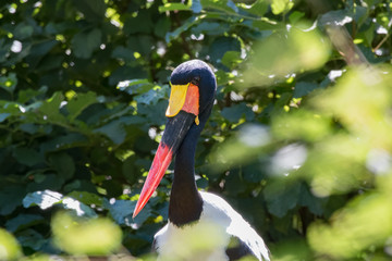Jabiru d'Afrique en gros plan