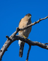 Immature Kestrel falcon sitting on treebranch wings folded in