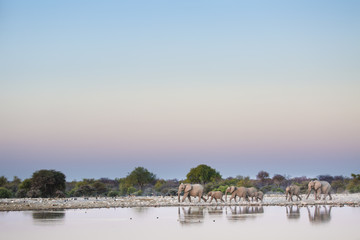 Fototapeta premium African Elephant in Etosha National Park.