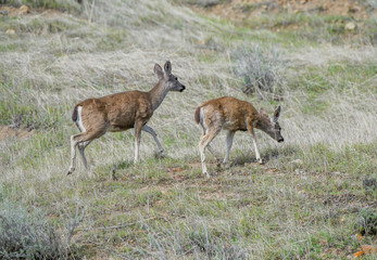Naklejka na ściany i meble Blacktail deer running in California hills