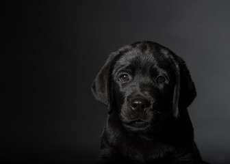black puppy labrador