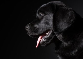 black puppy labrador profile
