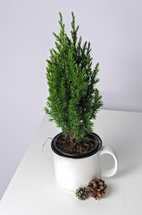 Small green pine tree in the cup with cones