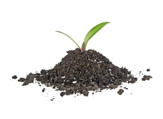 Young plant with humus isolated on white background