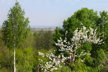 flowering branches of apple trees